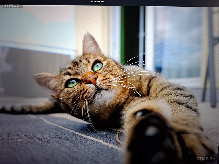 Kwasi — Katze ♂, Vermisst seit 17.03.2026, Altstätten (SG)