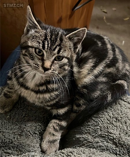 Rocky — Hauskatze ♂, Vermisst seit 16.02.2026, Rechthalten (FR)