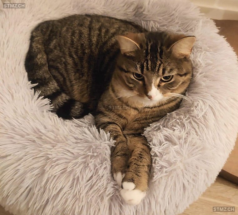 Millie — Hauskatze ♀, Vermisst seit 21.03.2026, Russikon (ZH)