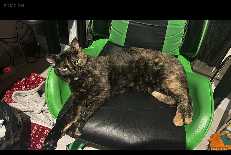 Daisy — Hauskatze ♀, Vermisst seit 20.03.2026, Balsthal (SO)