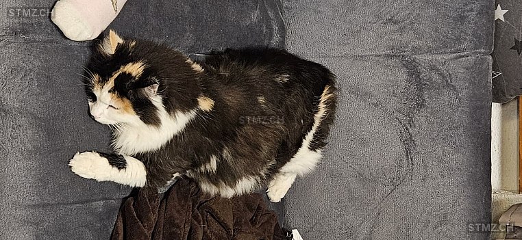 Paulina — Hauskatze ♀, Vermisst seit 16.03.2026, Morschach (SZ)