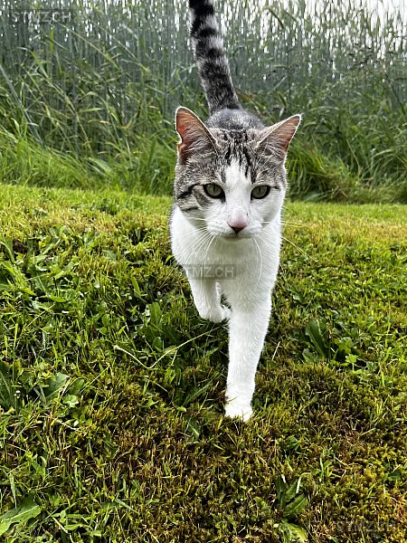 Rocky — Katze ♂, Vermisst seit 19.03.2026, Huttwil (BE)