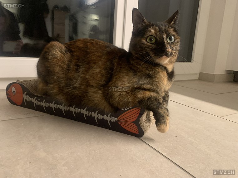 Pepita — Hauskatze ♀, Vermisst seit 18.03.2026, Riva San Vitale (TI)