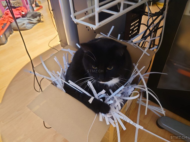 Odin — Hauskatze ♂, Vermisst seit 18.03.2026, Boningen (SO)