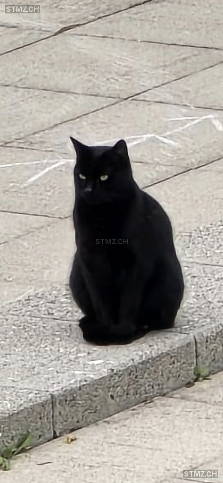 Pumba — Hauskatze ♂, Vermisst seit 19.03.2026, Stansstad (NW)