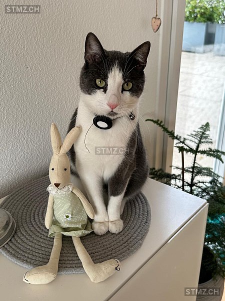 Coco — Hauskatze ♂, Vermisst seit 23.03.2026, Baar (ZG)