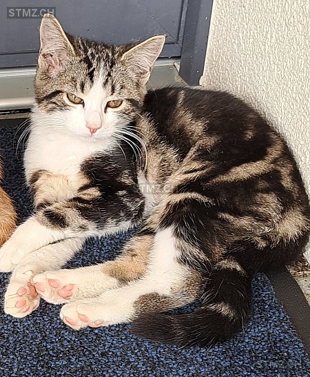 Mila — Hauskatze ♀, Vermisst seit 10.03.2026, Oekingen (SO)