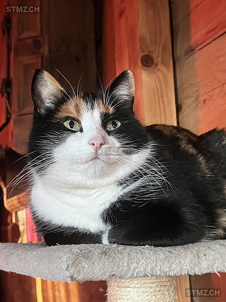 Rocky — Hauskatze ♂, Vermisst seit 19.03.2026, Grabs (SG)