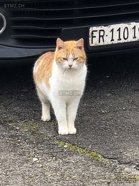 Flèchette — Hauskatze ♀, Vermisst seit 16.03.2026, Montbrelloz (FR)