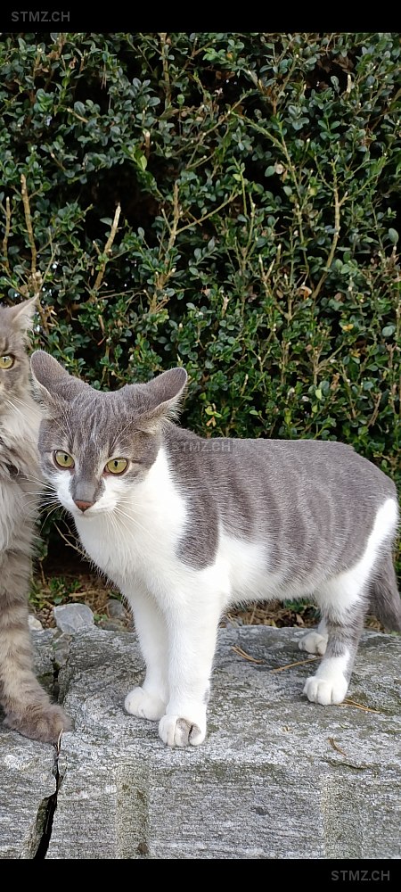 Yojimbo — Hauskatze ♂, Vermisst seit 16.03.2026, Ettiswil (LU)