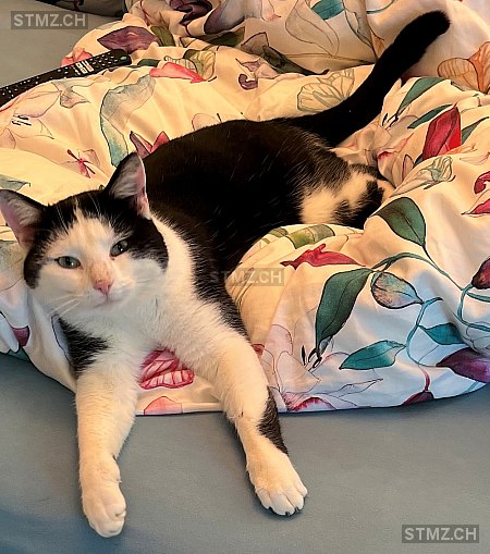 Flips — Hauskatze ♂, Vermisst seit 30.04.2025, Ramsen (SH)