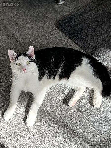 Jul — Hauskatze ♂, Vermisst seit 22.03.2026, Seon (AG)