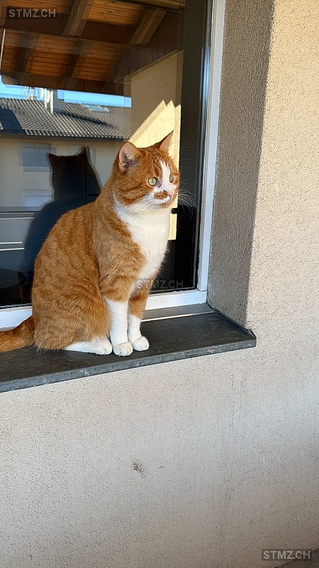 sensei — Hauskatze ♂, Vermisst seit 19.03.2026, Moosseedorf (BE)