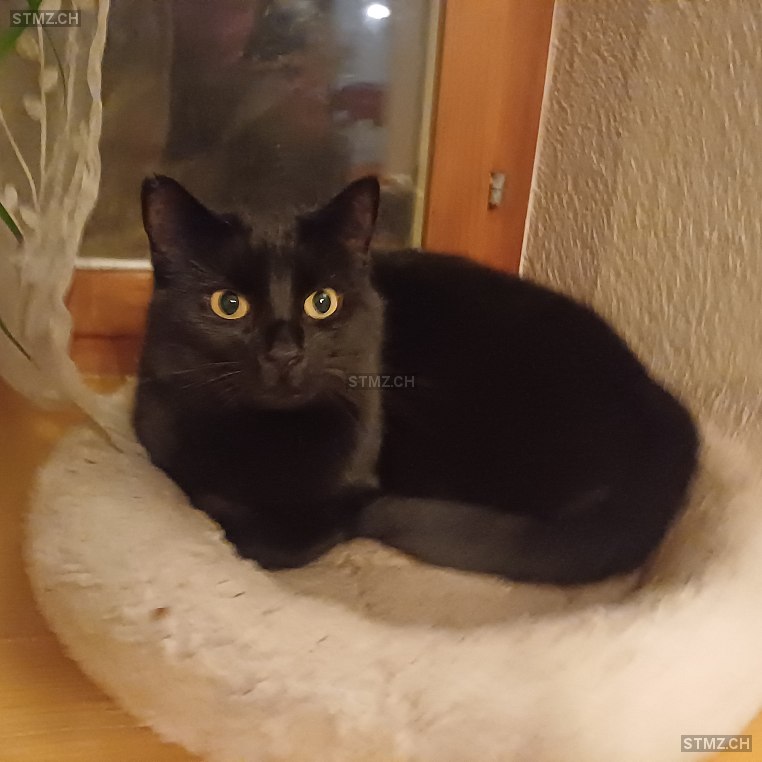Pico — Hauskatze ♂, Vermisst seit 18.03.2026, Pratteln (BL)