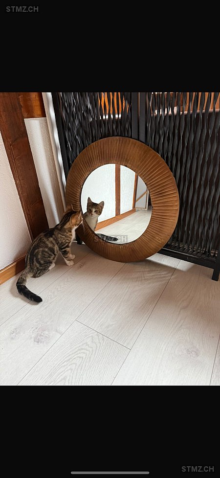 Zaya — Katze ♀, Vermisst seit 01.03.2026, Tavannes (BE)