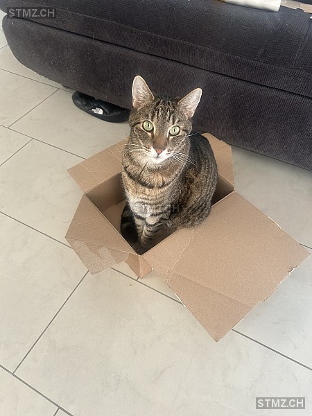 Milou — Hauskatze ♂, Vermisst seit 20.03.2026, Emmenbrücke (LU)