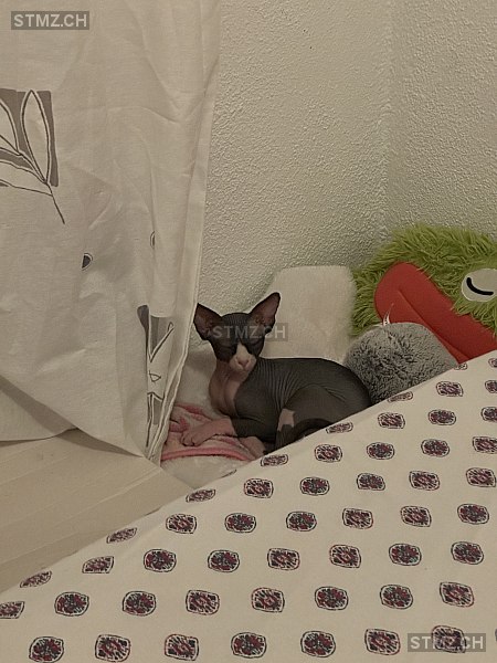 Vermisste Katzen #395018 — Sphynx ♀, Vermisst seit ?, Wetzikon ZH (ZH)
