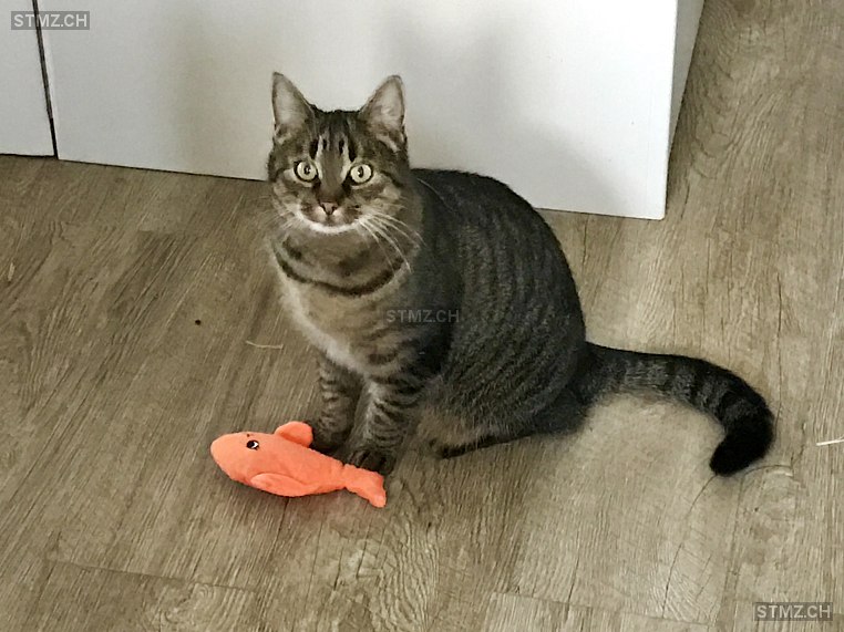 Sunny — Hauskatze ♀, Vermisst seit 20.03.2026, Hindelbank (BE)