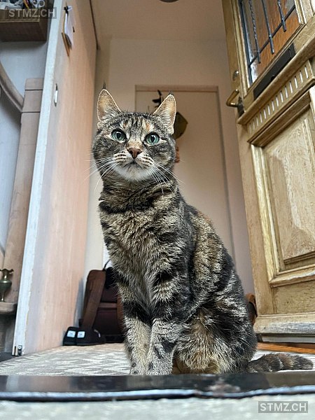 Bisou — Hauskatze ♀, Vermisst seit 24.03.2026, Nidau (BE)