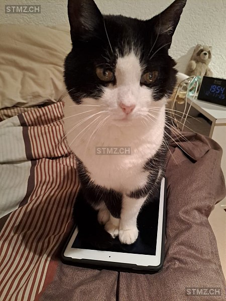 Nari — Hauskatze ♀, Vermisst seit 17.03.2026, Büren NW (NW)