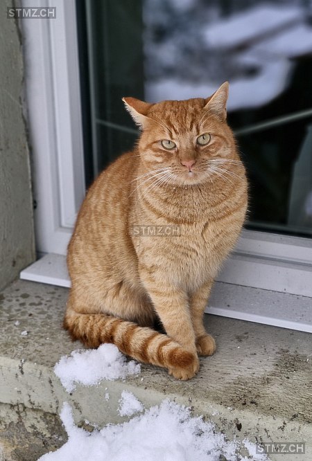 Füchsli — Hauskatze ♂, Vermisst seit 23.03.2026, Bauma (ZH)