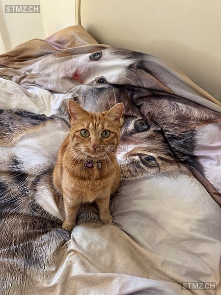 Megan — Hauskatze ♀, Vermisst seit 21.03.2026, Corzoneso (TI)