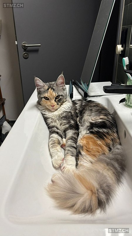 Poncik — Maine Coon ♀, Vermisst seit 24.03.2026, Bischofszell (TG)