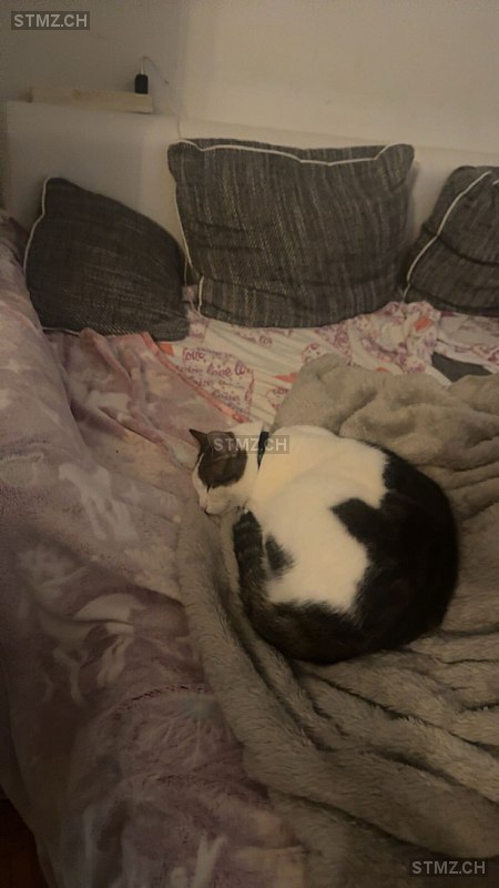 Minnie — Hauskatze ♀, Vermisst seit 22.03.2026, Emmen (LU)