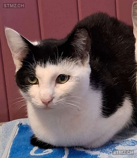 Mona — Hauskatze ♀, Vermisst seit 20.03.2026, Siebnen (SZ)