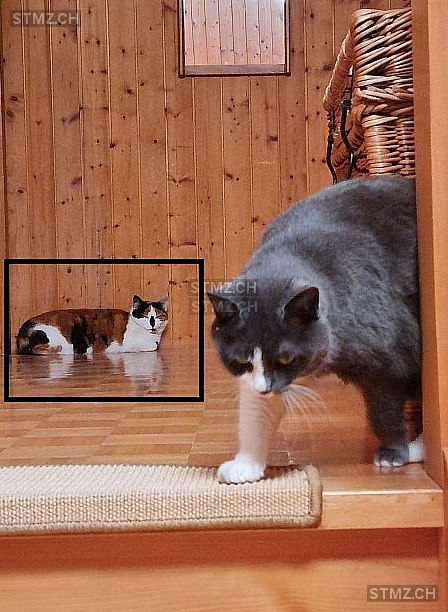 Vermisste Katzen #395051 — Katze ♀, Vermisst seit ?, Reute AR (AR)