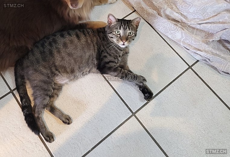 Lolo — Hauskatze ♂, Vermisst seit 24.02.2026, Neuenegg (BE)