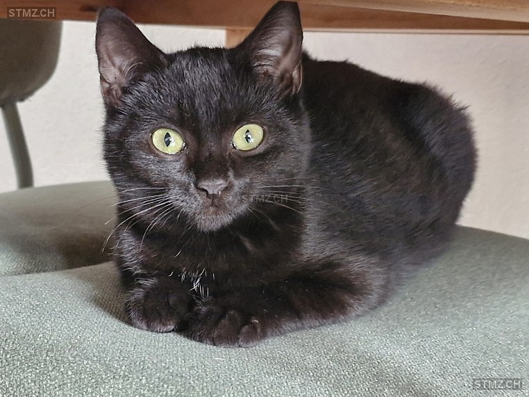 Pepe — Hauskatze ♂, Vermisst seit 22.03.2026, Thun (BE)