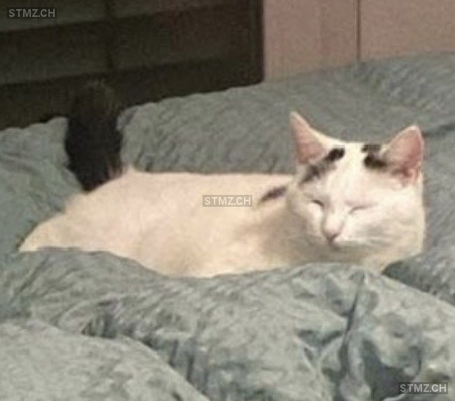 Lou — Hauskatze ♀, Vermisst seit 20.03.2026, Böttstein (AG)