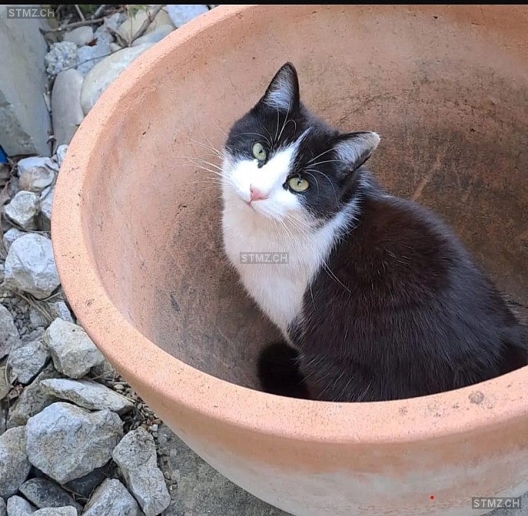 Ezra — Hauskatze ♂, Vermisst seit 22.03.2026, Fraubrunnen (BE)