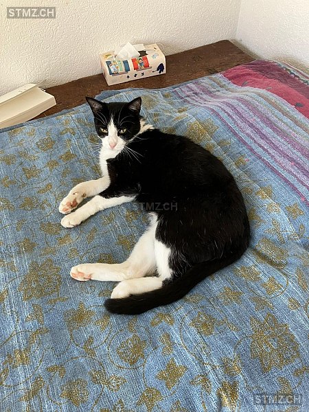 Félix — Hauskatze ♂, Vermisst seit 18.03.2026, Chez-le-Bart (NE)