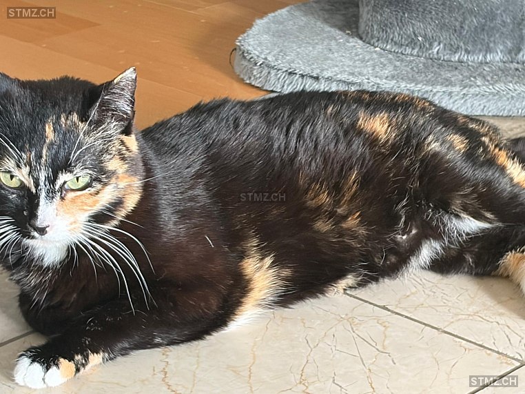 Bella — Hauskatze ♀, Vermisst seit 24.03.2026, Meilen (ZH)