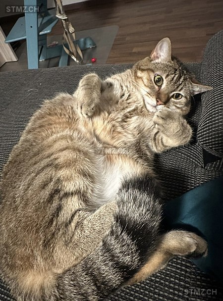 Penny — Hauskatze ♀, Vermisst seit 22.03.2026, Malters (LU)