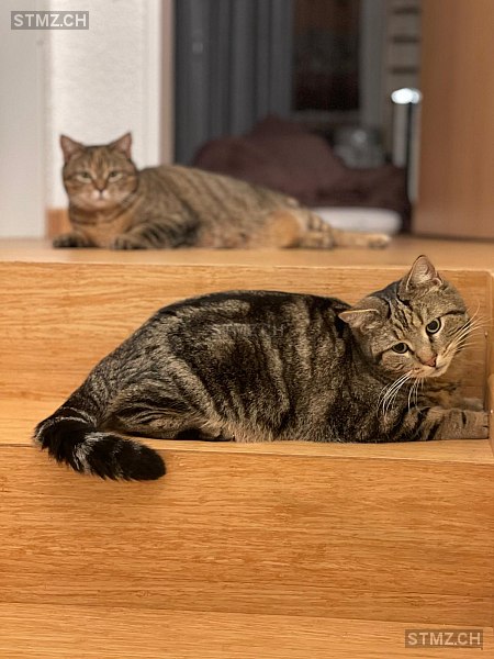 Gonzi — Hauskatze ♂, Vermisst seit 21.03.2026, Stetten AG (AG)