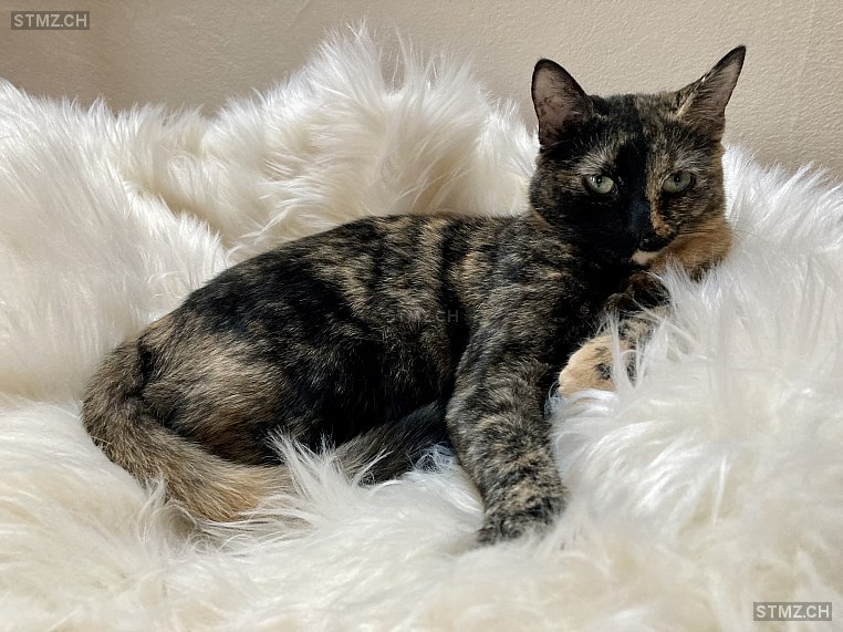 Molly — Katze ♀, Vermisst seit 22.03.2026, Niederscherli (BE)