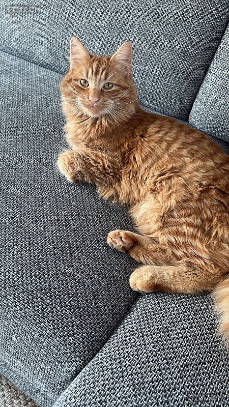 Lino — Hauskatze ♂, Vermisst seit 22.03.2026, Ebmatingen (ZH)