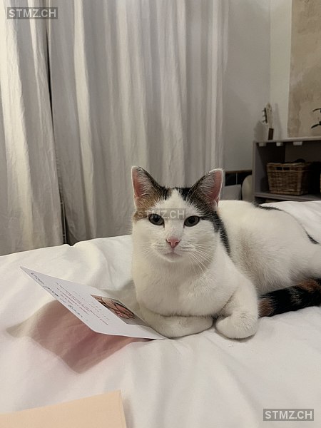 Flora — Hauskatze ♀, Vermisst seit 22.03.2026, Basel (BS)