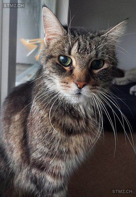 Lucy — Hauskatze ♀, Vermisst seit 25.03.2026, Degersheim (SG)