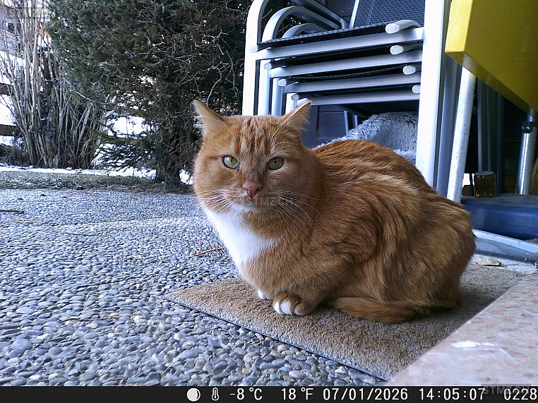Chipolata dit Chipole — Hauskatze ♀, Vermisst seit 24.03.2026, Vercorin (VS)