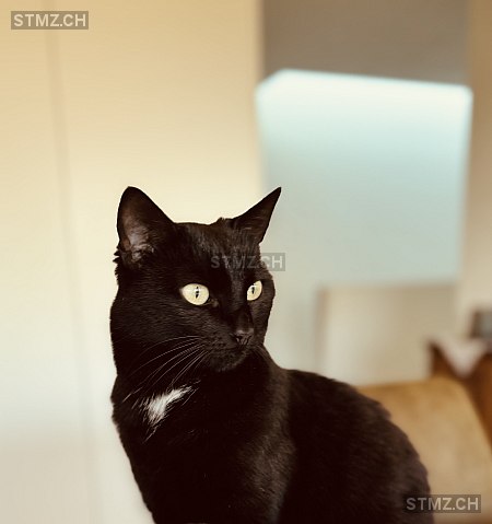 Lou — Hauskatze ♀, Vermisst seit 23.03.2026, Oberkirch LU (LU)