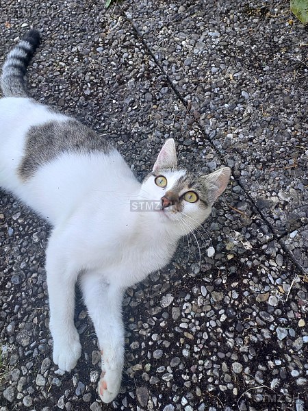 Petronella — Hauskatze ♀, Vermisst seit 20.03.2026, Degersheim (SG)