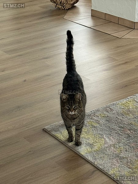 Larry — Katze ♂, Vermisst seit 24.03.2026, Ibach (SZ)