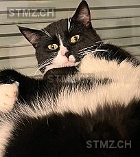 Freddi — Hauskatze ♂, Vermisst seit 20.03.2026, Romanshorn (TG)