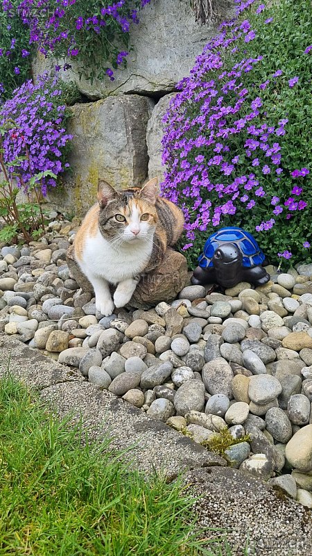 Luna — Hauskatze ♀, Vermisst seit 23.03.2026, Rickenbach ZH (ZH)