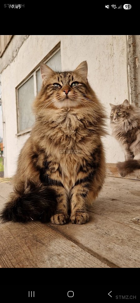 Tigi — Hauskatze ♂, Vermisst seit 14.03.2026, Schönenberg ZH (ZH)