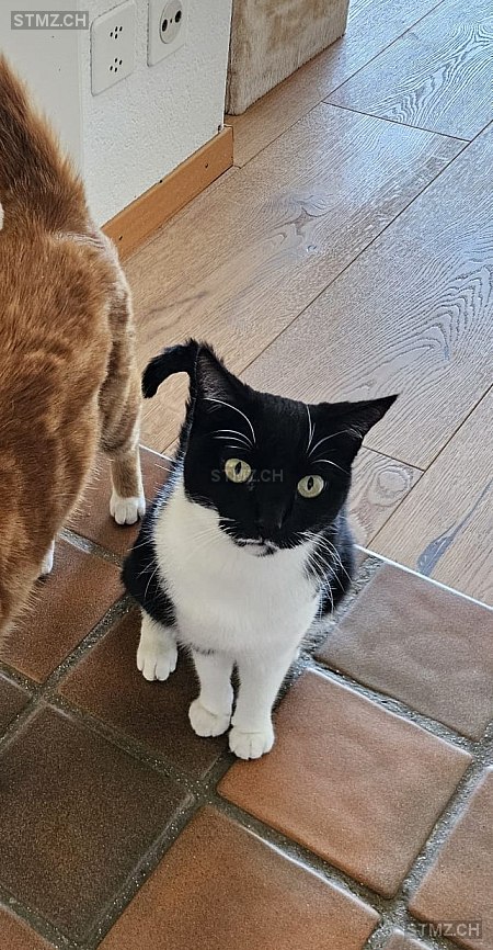 Edina — Hauskatze ♀, Vermisst seit 21.03.2026, Worb (BE)